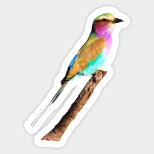 Colourful Lilac-breasted Roller Sticker